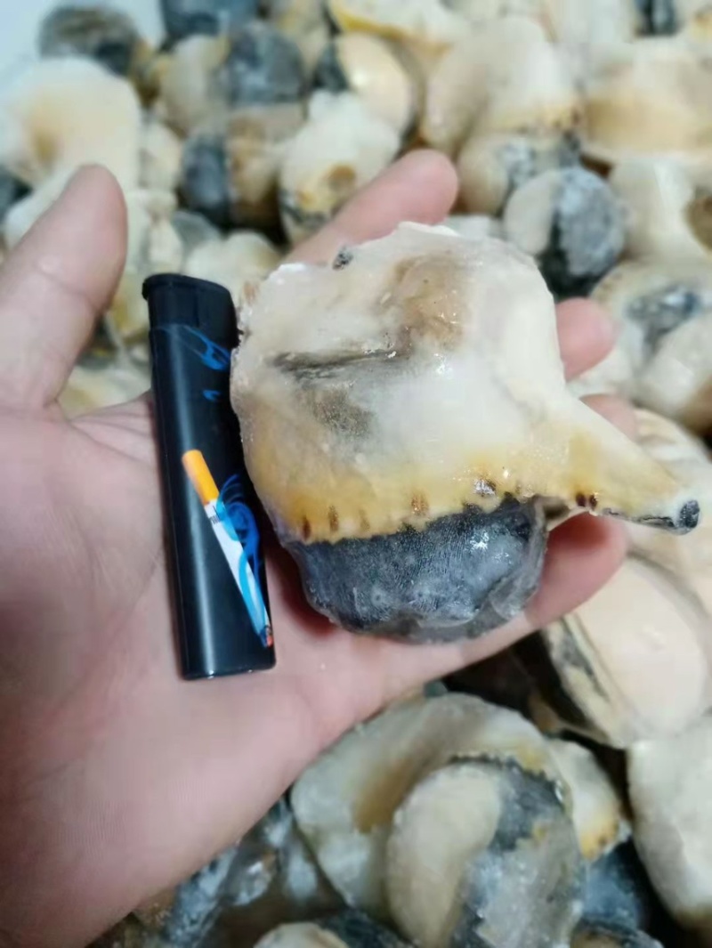 新鲜冷冻大香螺自家生产一手货源量大直发欢迎来电