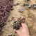 红叶景天种植基地红叶景天自产自销80万红叶景天