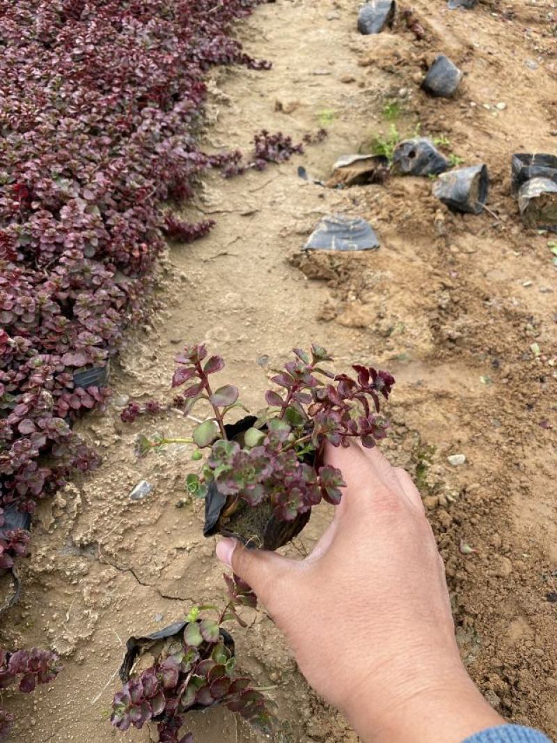 红叶景天种植基地红叶景天自产自销80万红叶景天