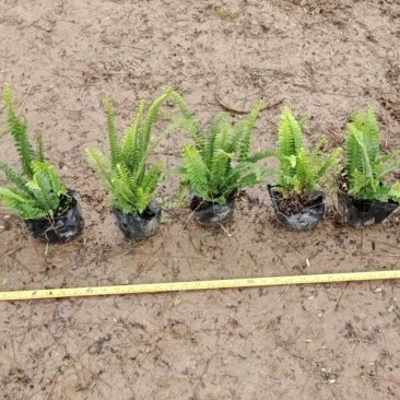 肾蕨，排骨草，中山绿植基地批发，规格多种，品种多样