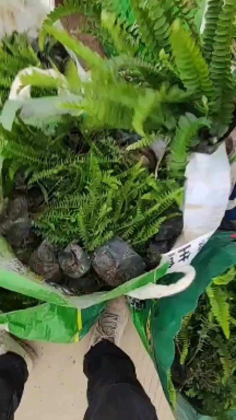 肾蕨，排骨草，中山绿植基地批发，规格多种，品种多样