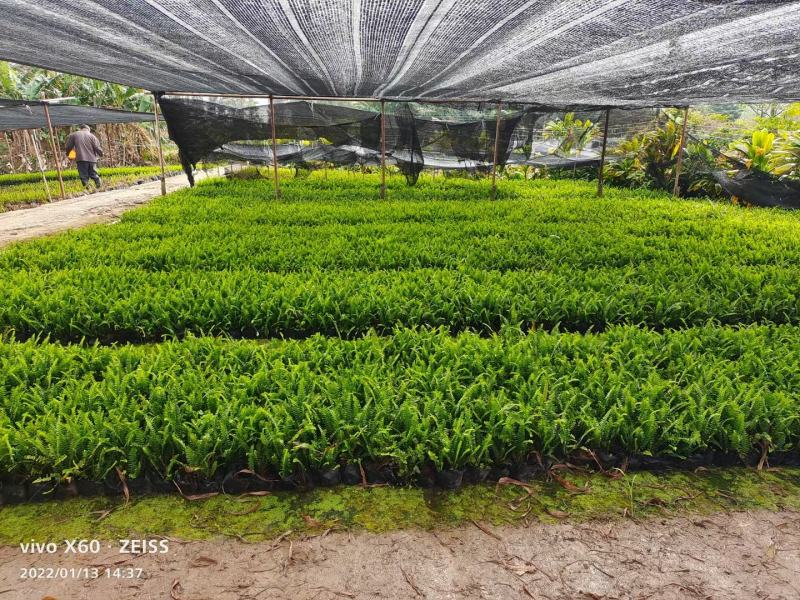 肾蕨，排骨草，中山绿植基地批发，规格多种，品种多样