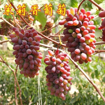 茉莉香葡萄苗嫁接苗扦插苗南方北方好种植包成活提供技术指导