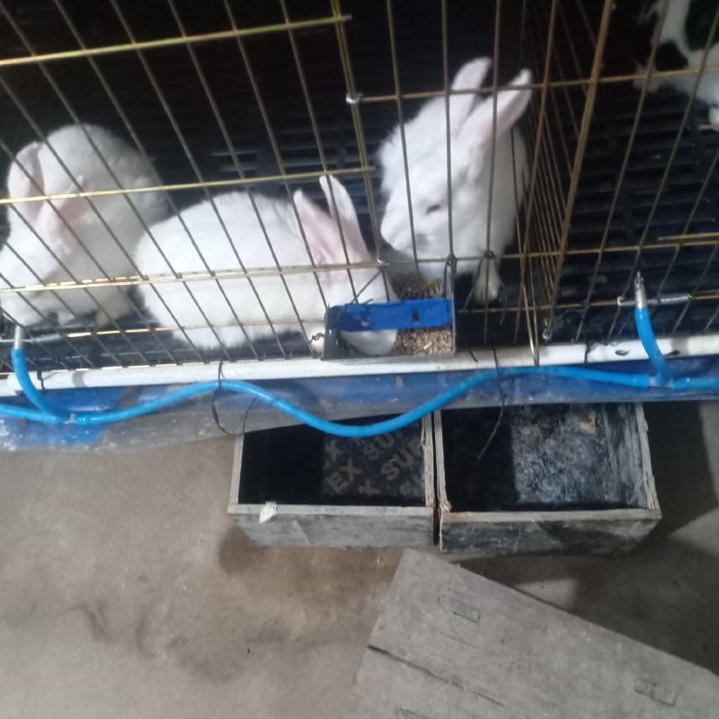 有要小兔子的可以联系我