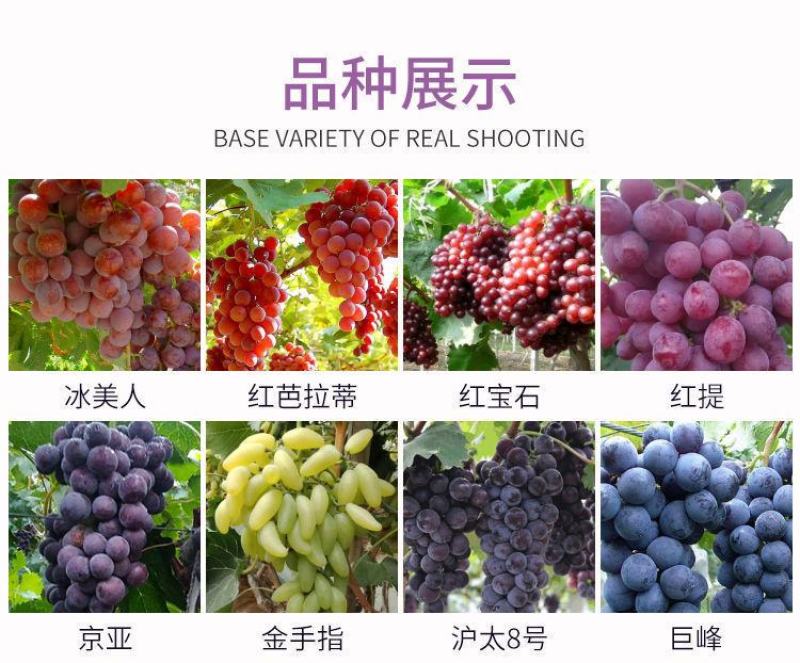 茉莉香葡萄苗嫁接苗扦插苗南方北方好种植包成活提供技术指导