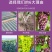 茉莉香葡萄苗嫁接苗扦插苗南方北方好种植包成活提供技术指导