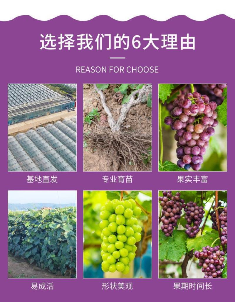 茉莉香葡萄苗嫁接苗扦插苗南方北方好种植包成活提供技术指导