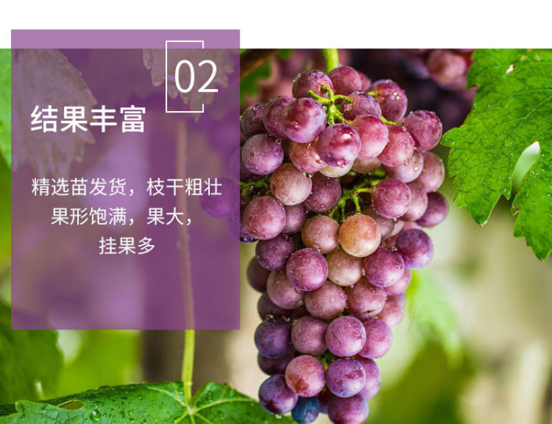 茉莉香葡萄苗嫁接苗扦插苗南方北方好种植包成活提供技术指导