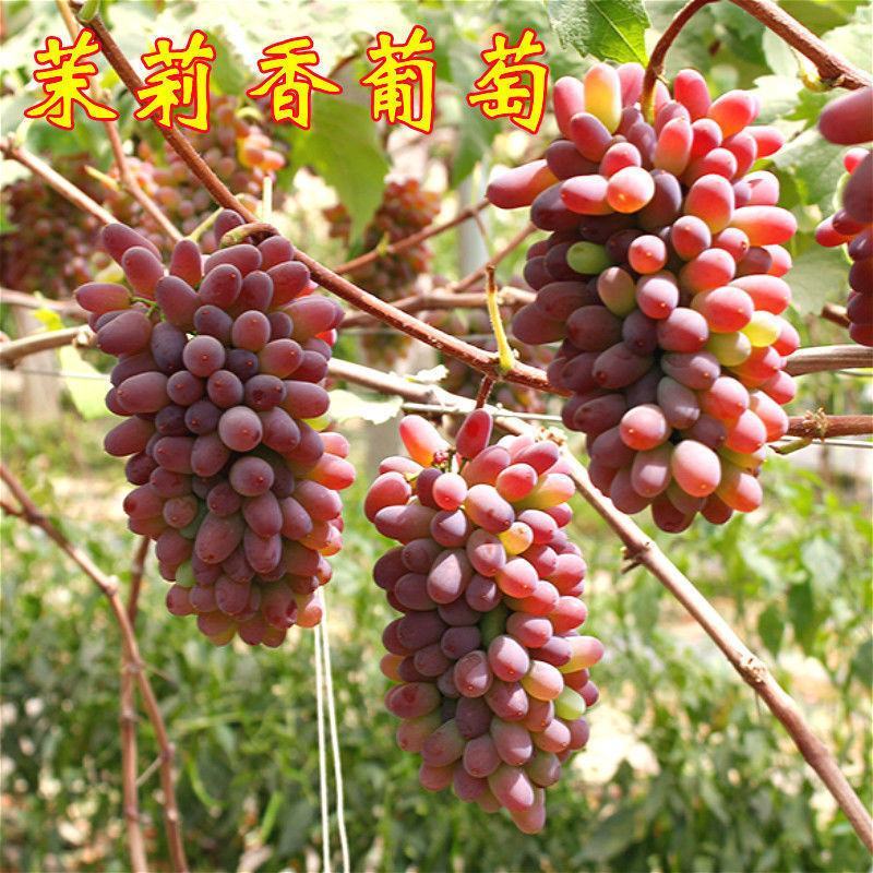 茉莉香葡萄苗嫁接苗扦插苗南方北方好种植包成活提供技术指导
