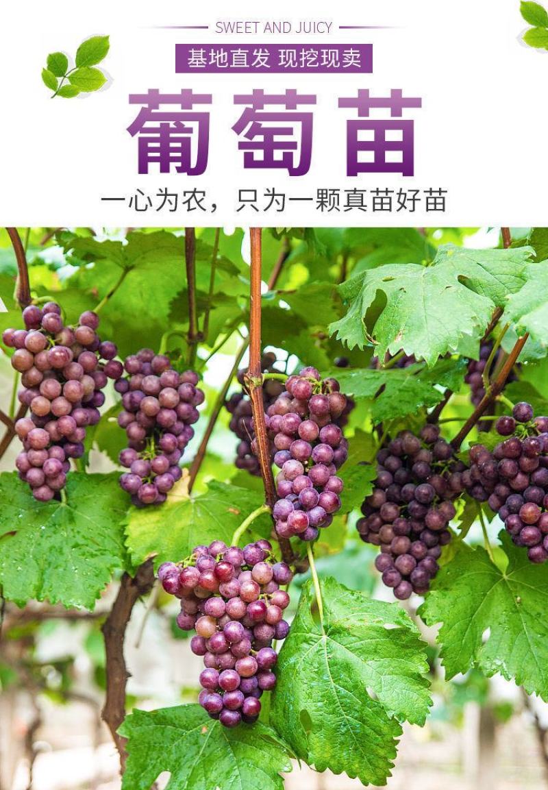 茉莉香葡萄苗嫁接苗扦插苗南方北方好种植包成活提供技术指导