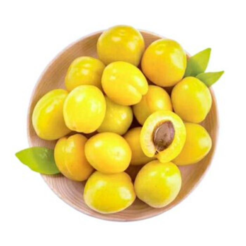 珍珠油杏新疆白杏含糖量很高的杏品种优质一级苗