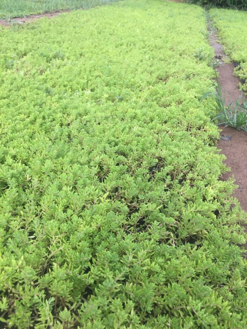 垂盆草自产自销垂盆草种植基地垂盆草营养钵苗60万