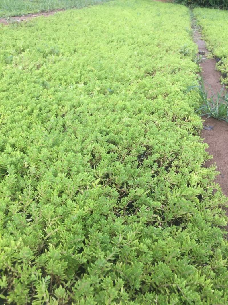 垂盆草自产自销垂盆草种植基地垂盆草营养钵苗60万