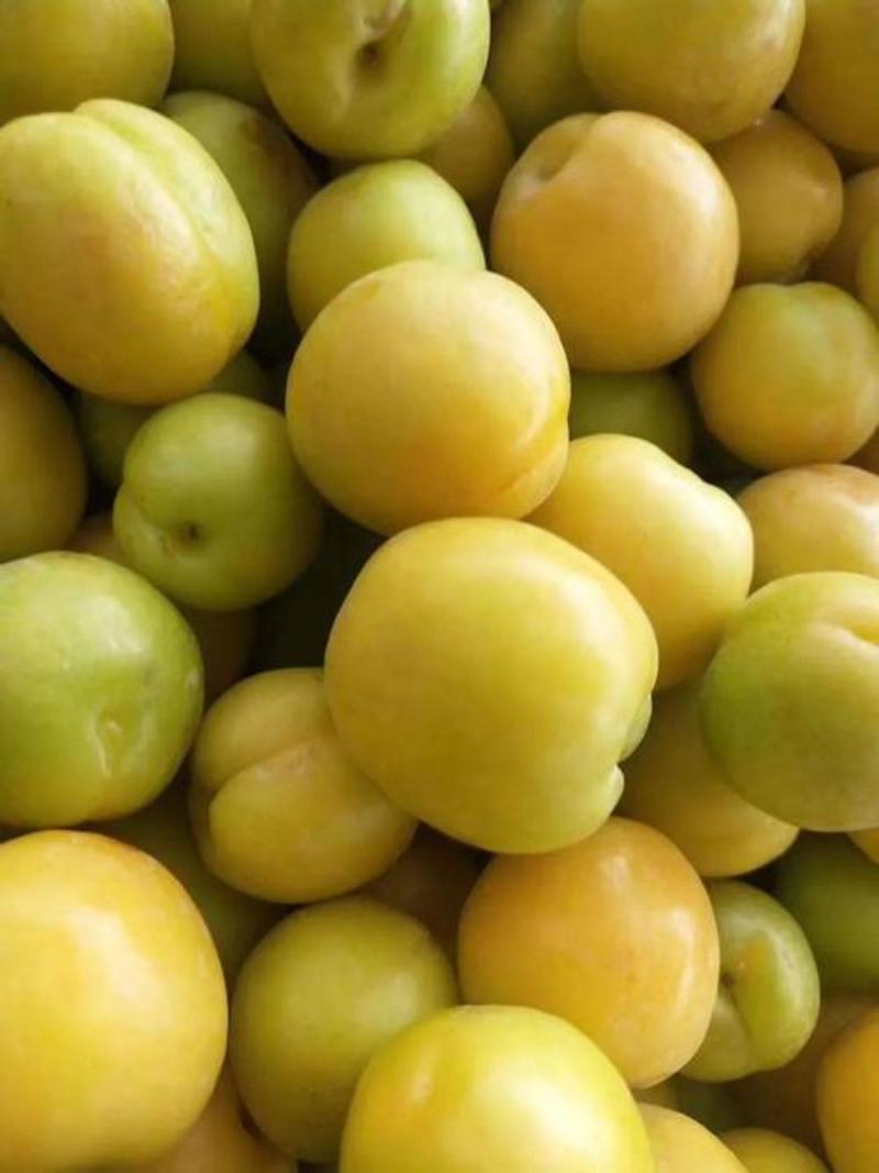 珍珠油杏新疆白杏含糖量很高的杏品种优质一级苗