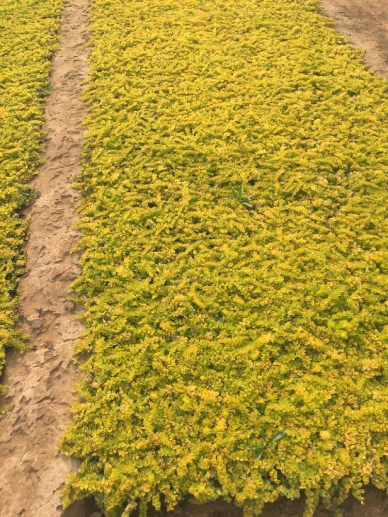 过路黄。种植基地。青州过路黄自产自销。30万过路黄处理