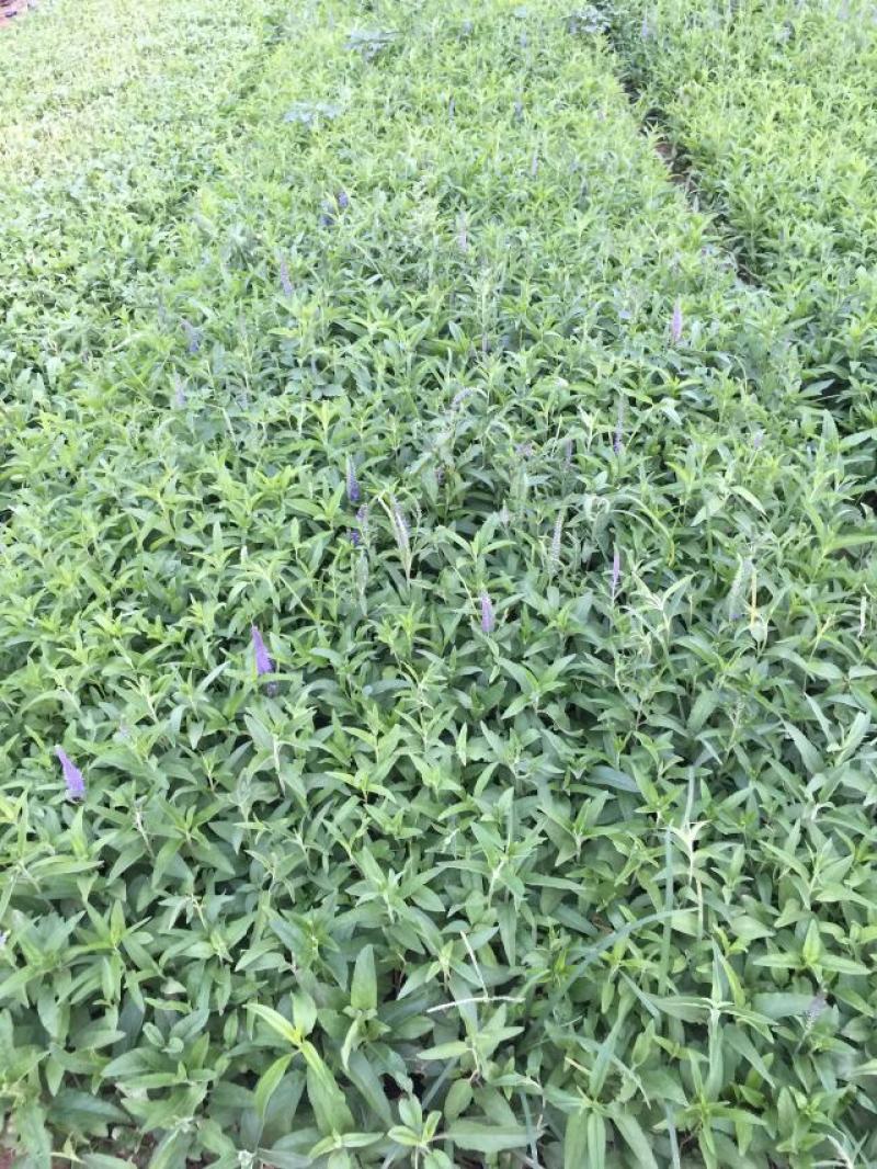 婆婆纳种植基地婆婆纳批发价格