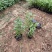 千屈菜种植基地千屈菜600万低价处理千屈菜