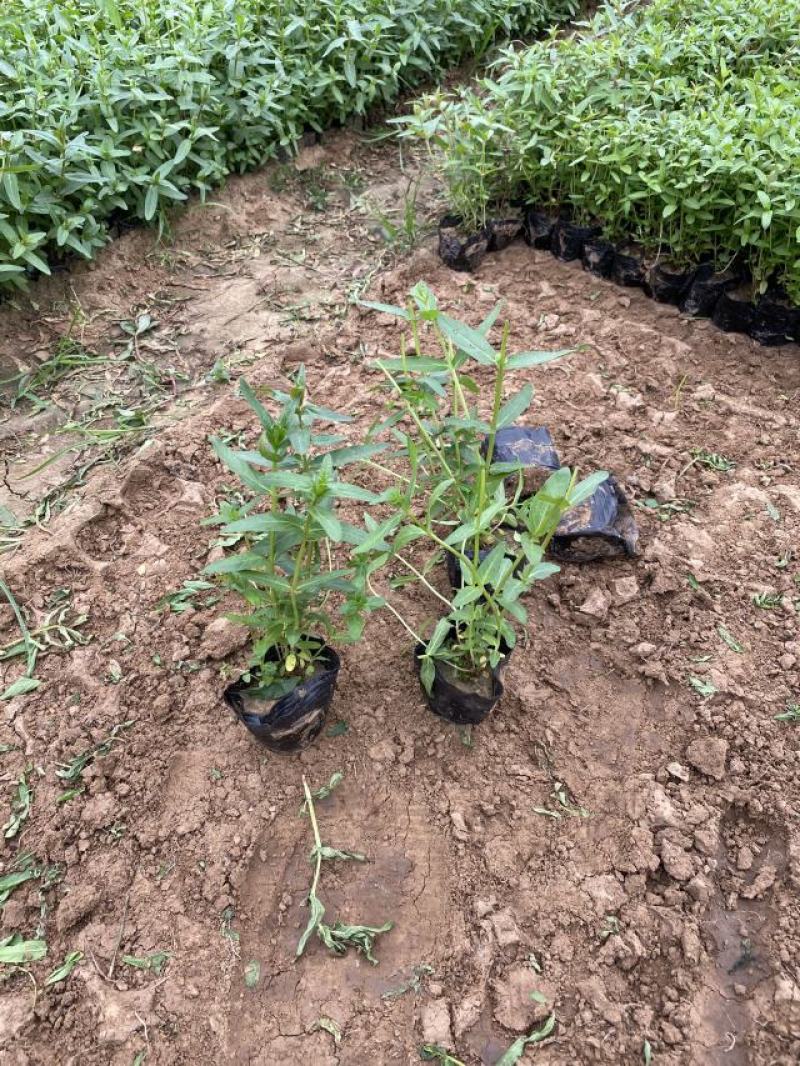 千屈菜种植基地千屈菜600万低价处理千屈菜