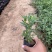 千屈菜种植基地千屈菜600万低价处理千屈菜