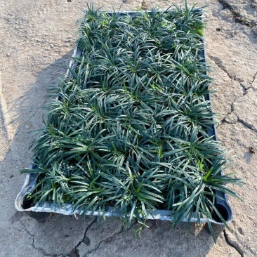 玉龙草，小袋苗，盆苗，中山绿植基地批发