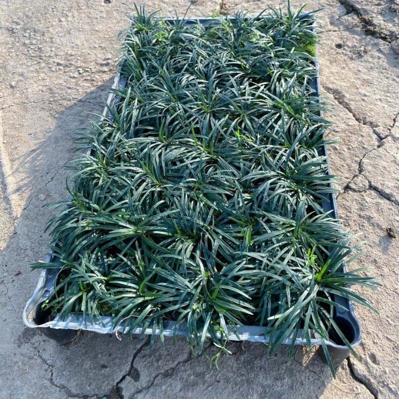 玉龙草，小袋苗，盆苗，中山绿植基地批发