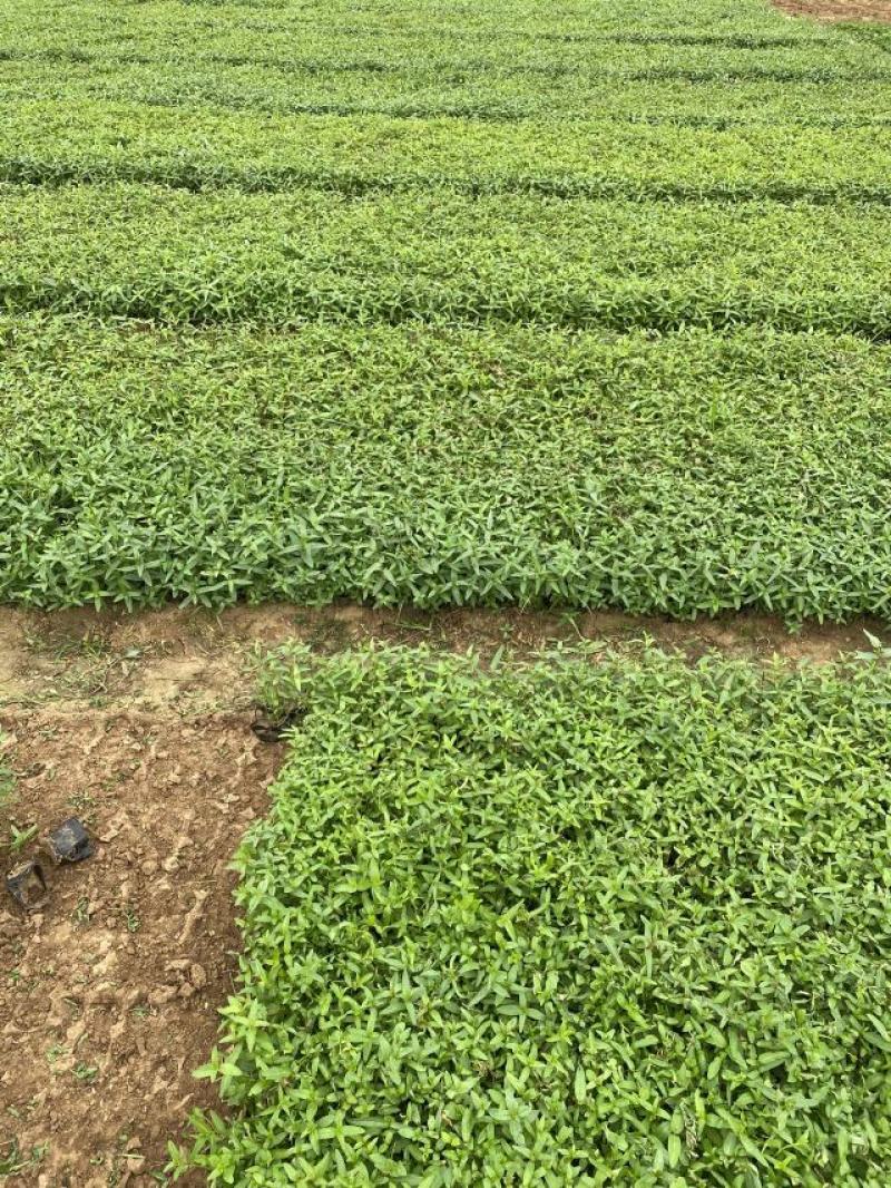 千屈菜农户直销千屈菜800万直销。300万棵低价