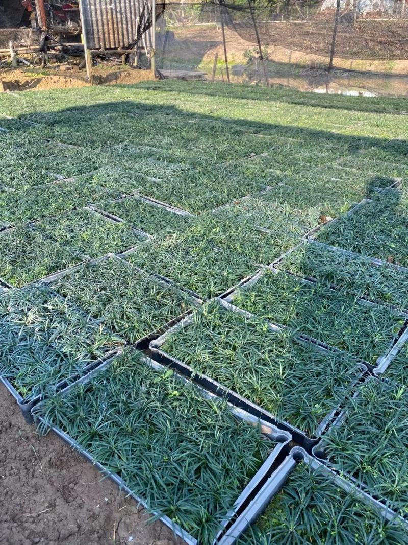 玉龙草，小袋苗，盆苗，中山绿植基地批发