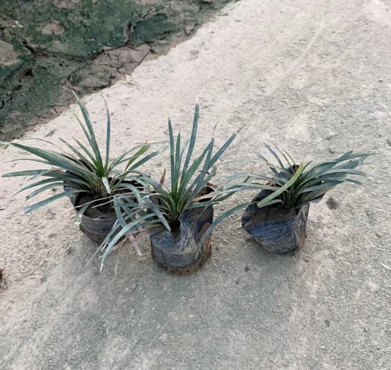 玉龙草，小袋苗，盆苗，中山绿植基地批发