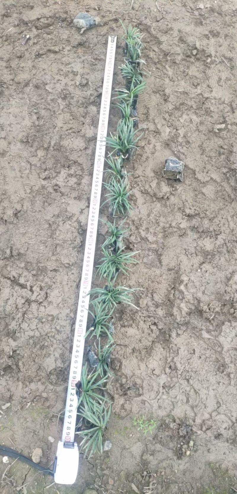 玉龙草，小袋苗，盆苗，中山绿植基地批发