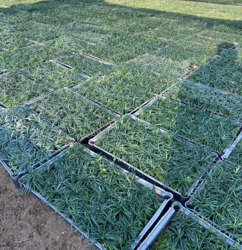 玉龙草，小袋苗，盆苗，中山绿植基地批发