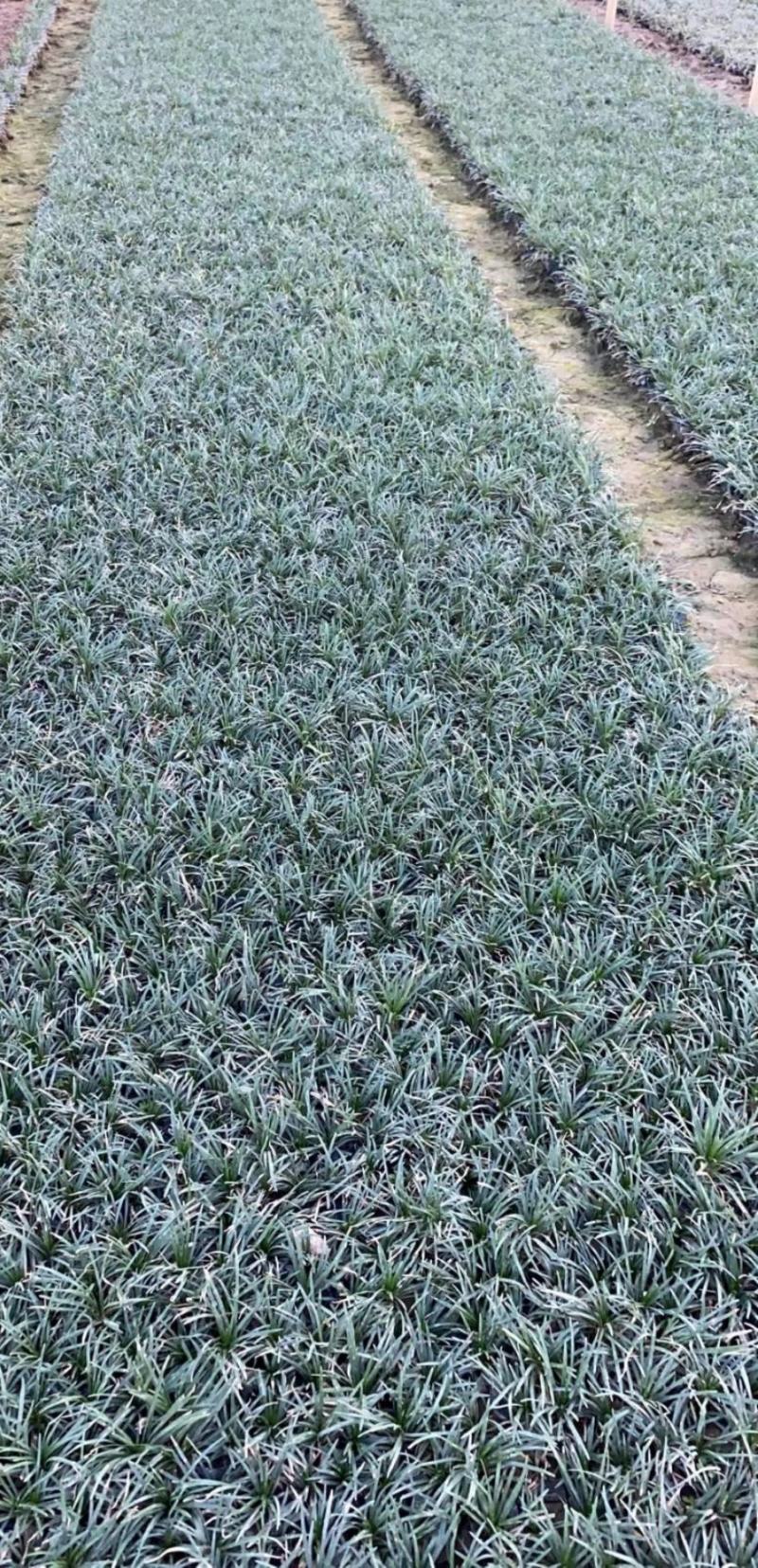 玉龙草，小袋苗，盆苗，中山绿植基地批发
