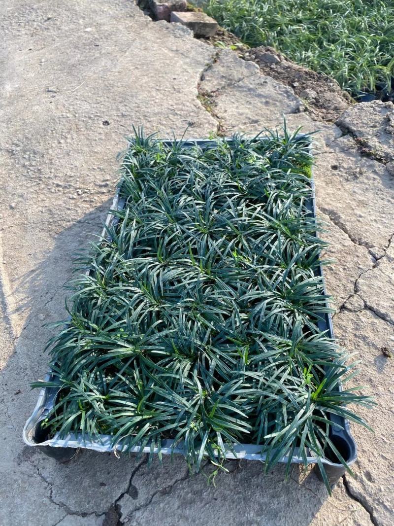 玉龙草，小袋苗，盆苗，中山绿植基地批发