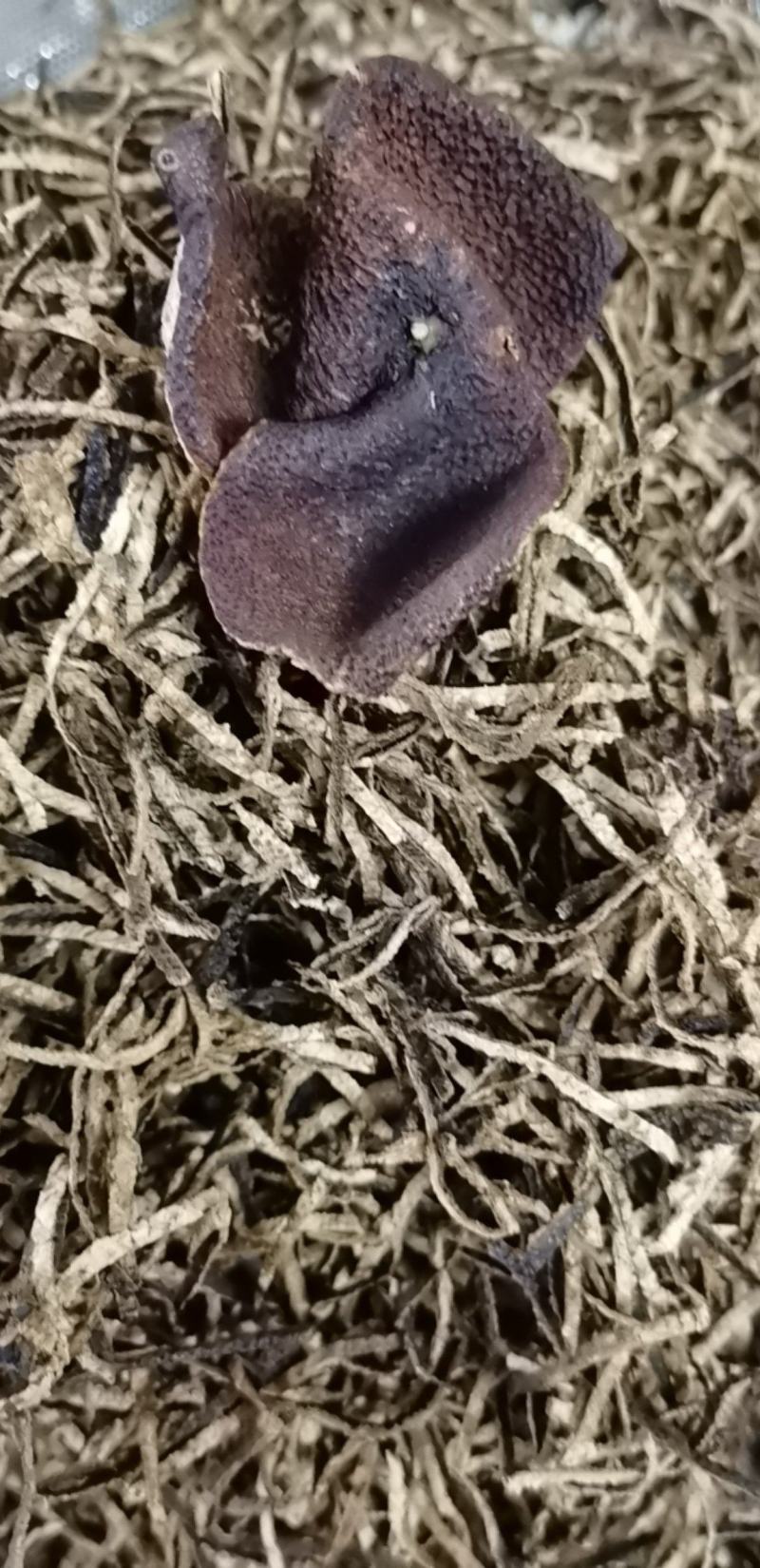 正宗新会东甲村陈皮丝，香甜润滑，泡茶煮菜，煲粥，熬汤佳品