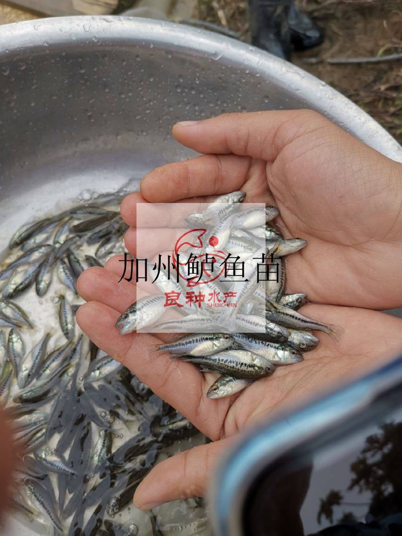 良种水产基地直供加州鲈鱼苗抗病毒强可以免费支持养殖技术