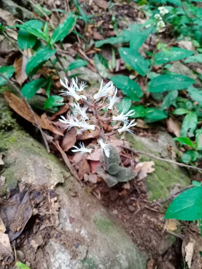 野生金线莲