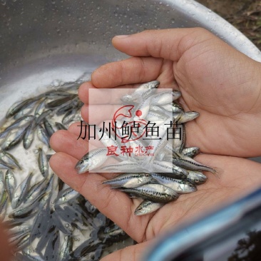 良种水产基地直供加州鲈鱼苗抗病毒强可以免费支持养殖技术
