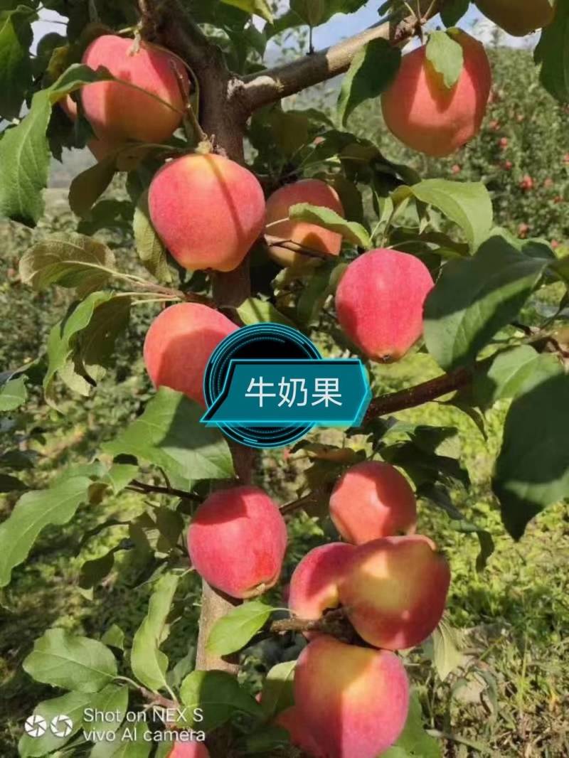 批发东北耐寒果树苗，产地直销，价格美丽，全国发货。
