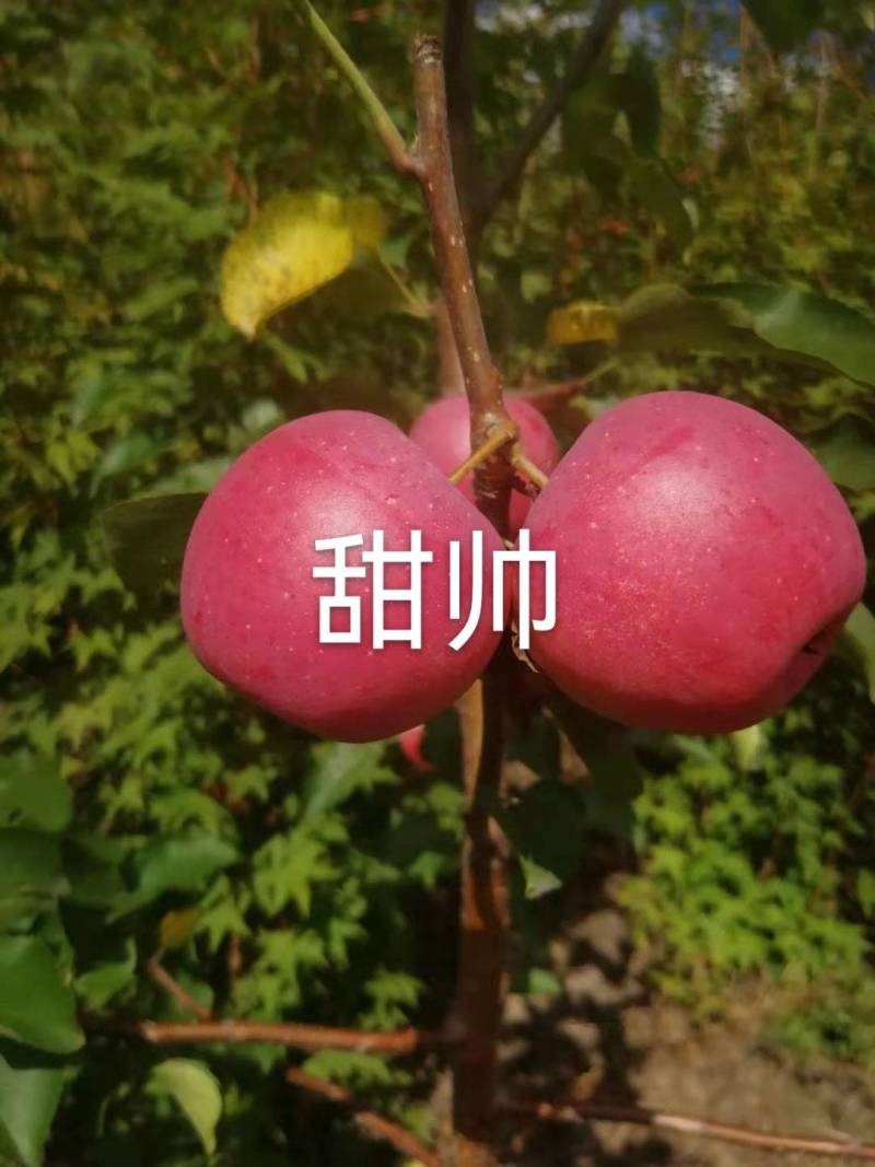 批发东北耐寒果树苗，产地直销，价格美丽，全国发货。
