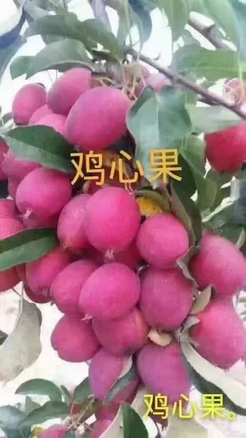 批发东北耐寒果树苗，产地直销，价格美丽，全国发货。
