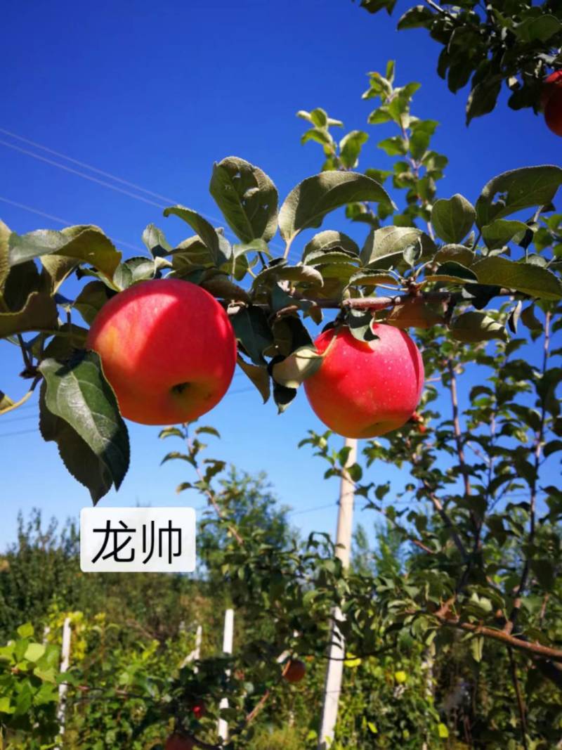 批发东北耐寒果树苗，产地直销，价格美丽，全国发货。