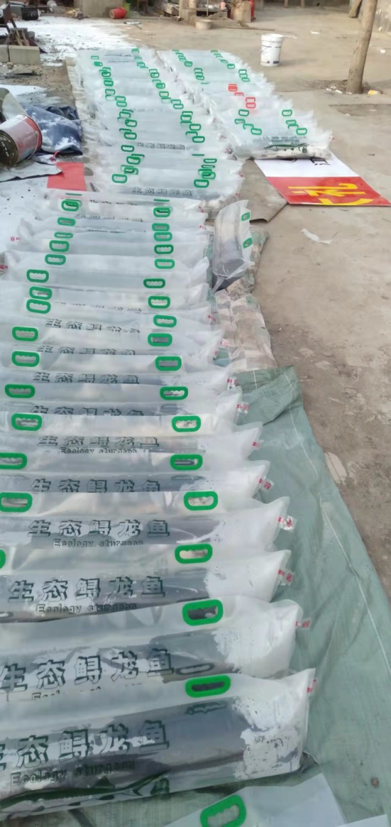 鲟鱼，量大从优，货品保障，欢迎老板前来采购