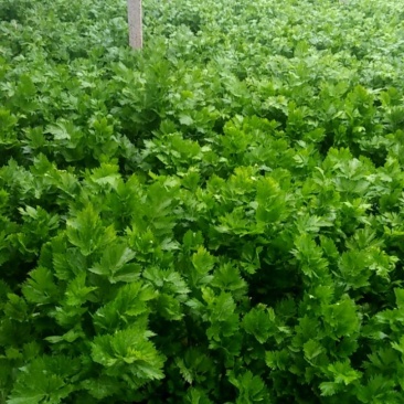 大棚西芹大量上市
