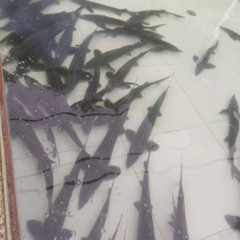 鲟鱼，产地直发量大从优，欢迎各位老板前来采购