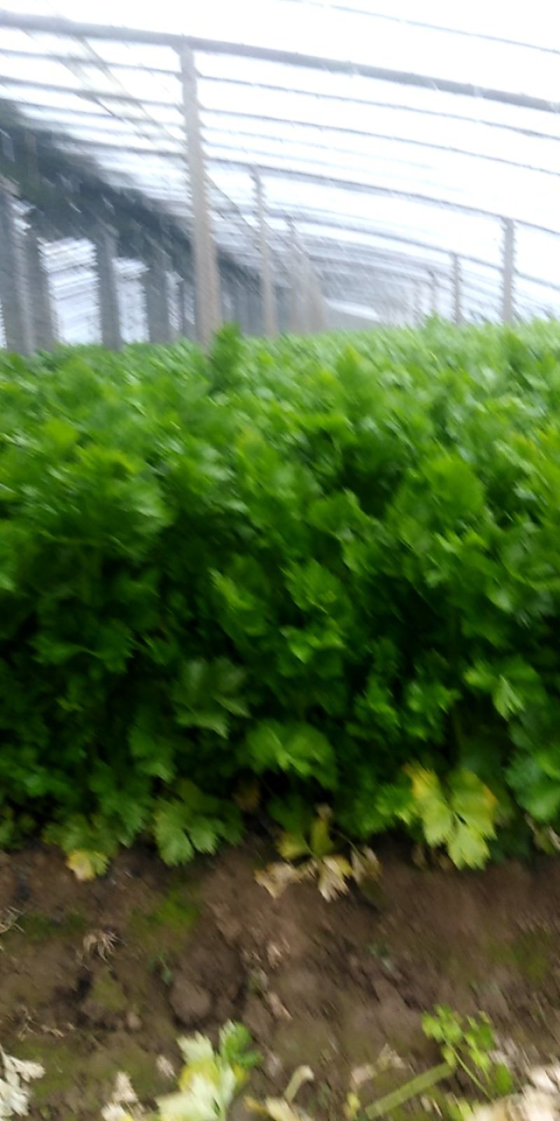 大棚西芹大量上市