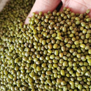 小粒进口芽绿豆，明绿豆，产地埃塞俄比亚。产量16-18斤