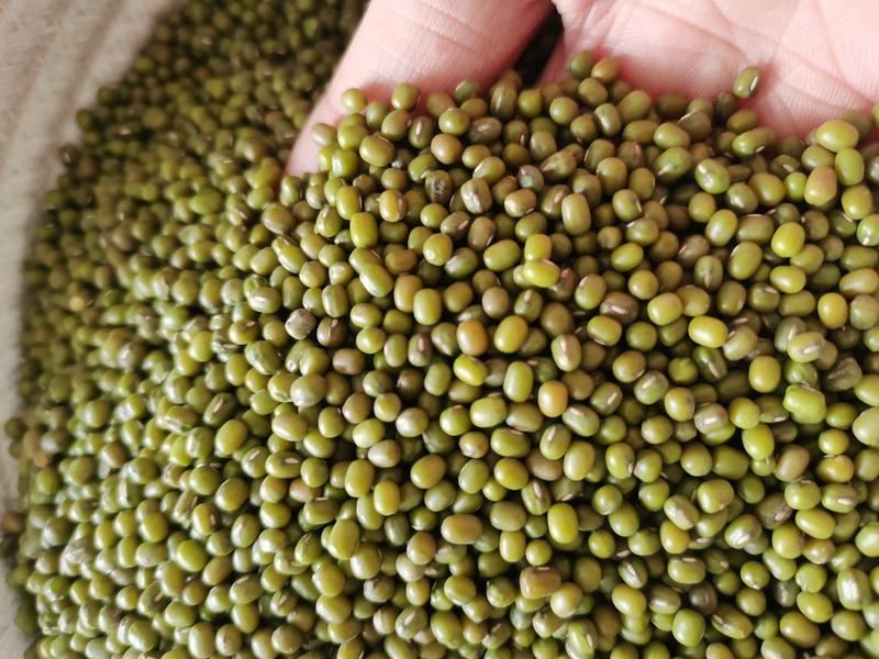小粒进口芽绿豆，明绿豆，产地埃塞俄比亚。产量16-18斤