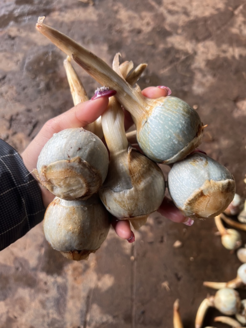 石屏鸭蛋绿茨菇不空心无苦味