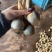 石屏鸭蛋绿茨菇不空心无苦味