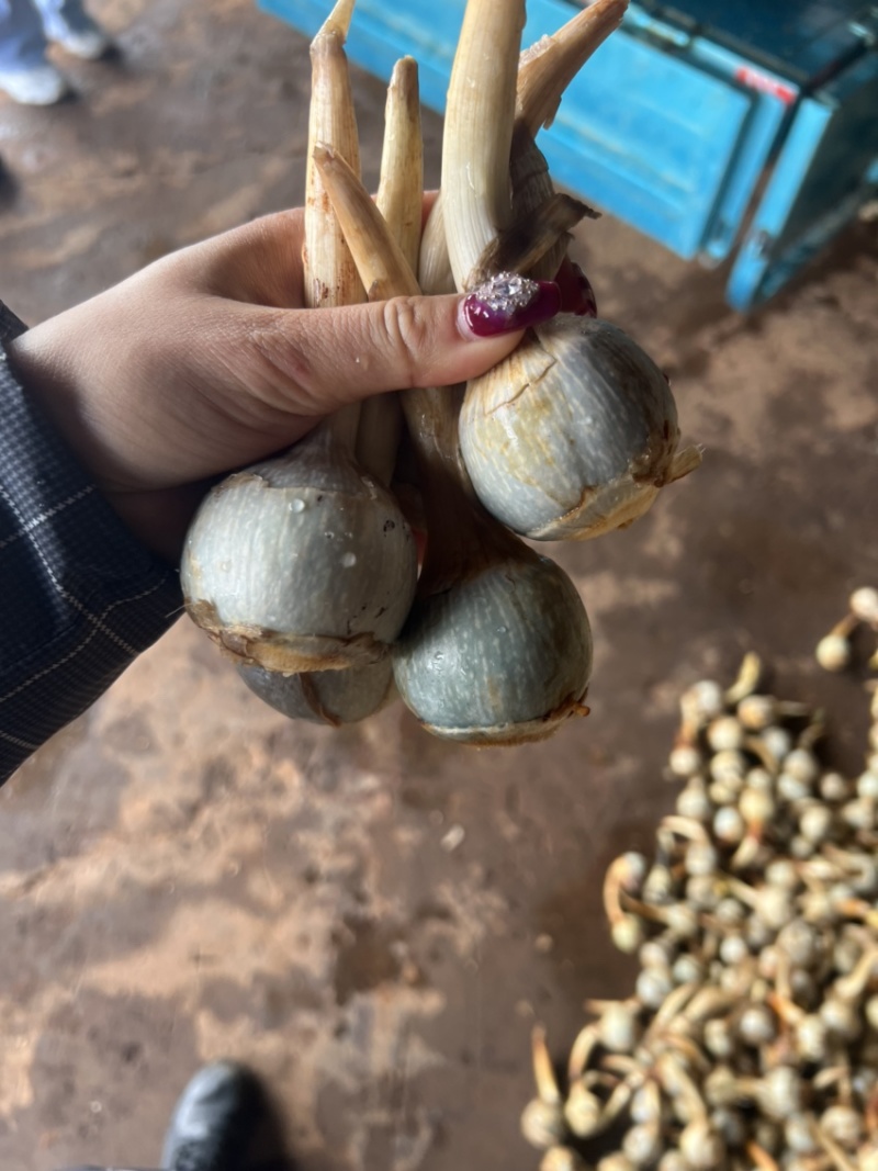 石屏鸭蛋绿茨菇不空心无苦味