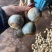 石屏鸭蛋绿茨菇不空心无苦味